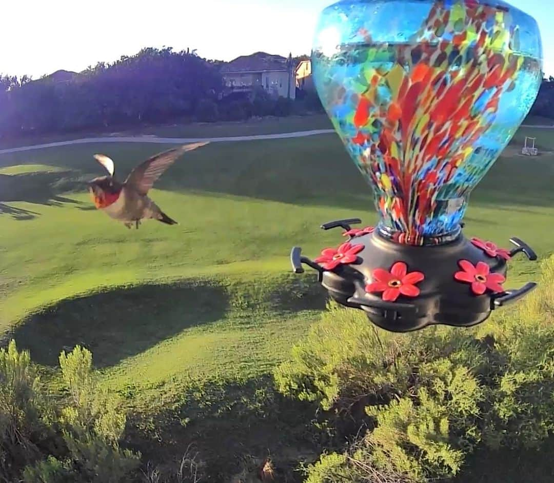 sevimli_hayvanlar34さんのインスタグラム写真 - (sevimli_hayvanlar34Instagram)「Just got a pic of this #hummingbird   Ruby-throated Hummers The Ruby-throated Hummingbirds fly each spring from Mexico and Central America up into Texas, Florida, and rest of the Gulf Coast. They then spread up and through the eastern U.S. and Canada to nest. During their return migration in the fall, they concentrate in large numbers along the Gulf Coast.」4月22日 9時22分 - rodeubanks