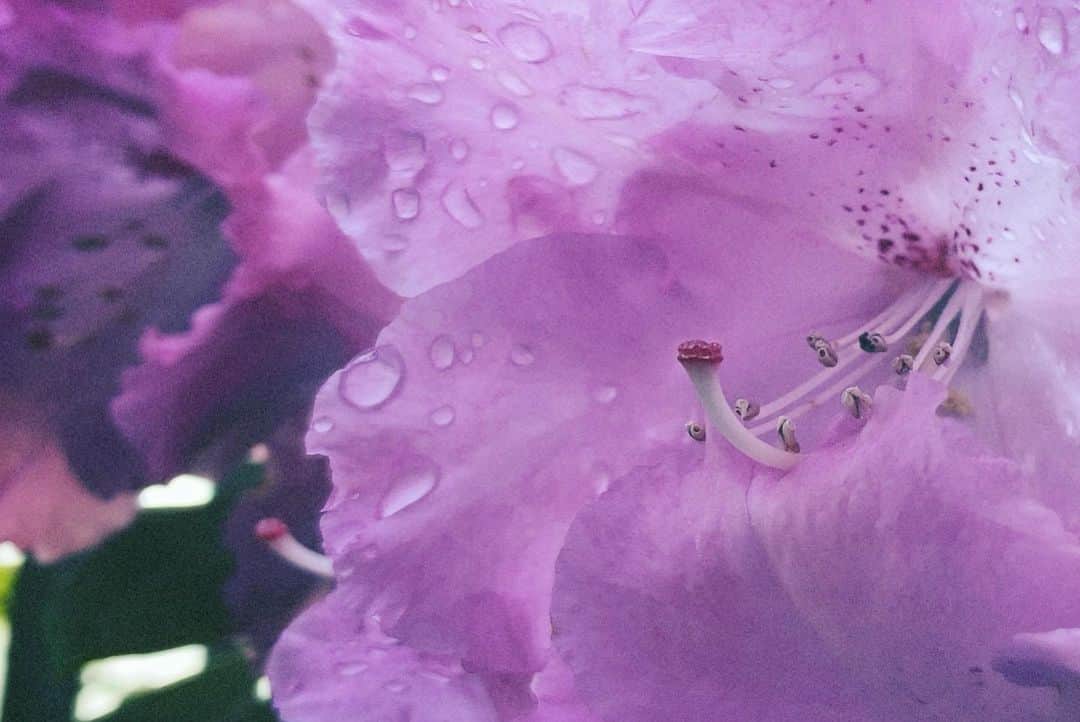佐藤乃莉さんのインスタグラム写真 - (佐藤乃莉Instagram)「ピンクをみてると  ストレスが軽減される らしい…✨💐✨  #pink#花#癒し」4月22日 9時24分 - nori_sato_