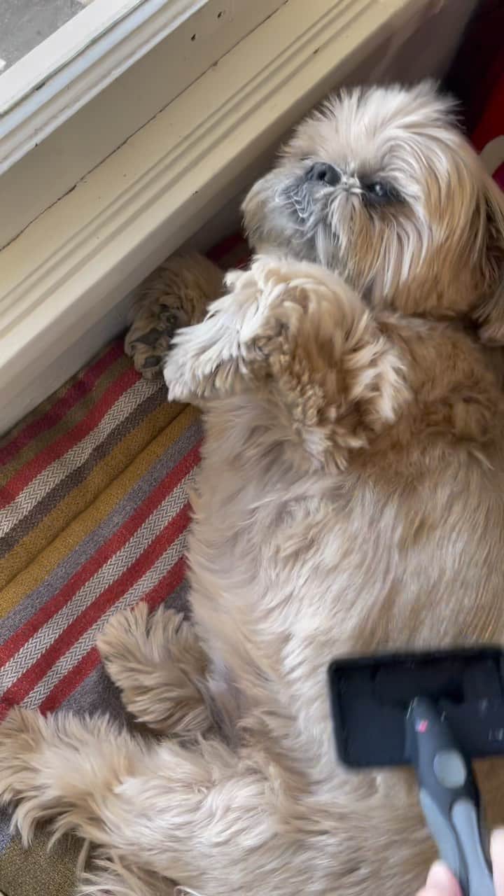 Dougie the Shih Tzuのインスタグラム：「#fridaymomentofzen」