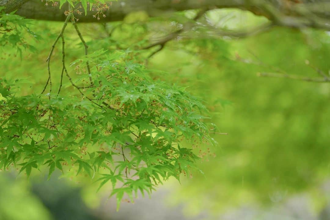 studioTVB NARAさんのインスタグラム写真 - (studioTVB NARAInstagram)「奈良公園、浮見堂🌳🦌 ・ これから新緑シーズンで過ごしやすい季節になりますね🌿✨ ・ 奈良の若草山は緑が綺麗で山頂から見渡す 街並みの景色がとても綺麗なスポットです🌳🫧 ・ 奈良の撮影ご予約も是非 お待ちしております🦌🤍    ┈┈┈┈┈┈┈┈┈┈┈┈┈┈┈┈┈┈  撮影のご予約やお問い合わせはHPの お問い合わせフォーム・DM・ お電話より受け付けております🌸  💌 namba@st-tvb.jp 📞06-6616-9890  営業時間 月〜金 11:00-20:00 土日祝 10:00-19:00  前撮り / ウエディングフォト @studiotvb_namba @decollte_weddingphoto @decollte_wedding  ┈┈┈┈┈┈┈┈┈┈┈┈┈┈┈┈┈┈┈┈  #撮る結婚式 #スタジオTVBなんばパークス店 #スタジオTVB  ┄┄┄┄┄┄┄┄┄┄ #新緑 #フォトウェディング #大阪前撮り #関西前撮り #結婚式準備 #結婚式レポ #プレ花嫁 #卒花嫁 #関西花嫁 #大阪花嫁 #日本中のプレ花嫁さんと繋がりたい #結婚式前撮り #前撮り #後撮り #結婚前撮り #結婚写真 #ウェディングフォト #ロケーションフォト  #ロケーション前撮り  #花嫁ヘア #カラードレス  #洋装ヘアアレンジ  #洋装前撮り  #ドレス試着  #ブライダルアクセサリー  #ウエディング撮影  #若草山」4月22日 15時12分 - studiotvb_nara