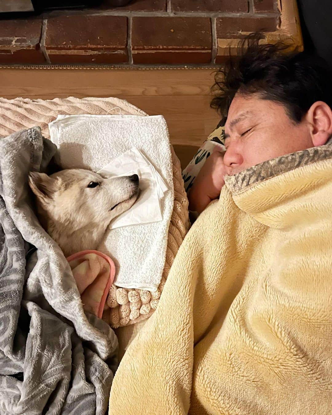 柴犬リリコさんのインスタグラム写真 - (柴犬リリコInstagram)「生前最後の夜。  呼吸が止まってしまうのではないかと心配で、リリコの鼻息を感じられる距離で手を握りながら、パパとママは代わりばんこでずっと添い寝をしました。  目を閉じることなく夜を明かしたリリコは、朝を迎え、リビングの中央でみんなに見守られ、静かに、ろうそく🕯の火が消えるように、その時を待っていました。  動画は亡くなる2時間前と1時間前。  最期はパパとママが結婚式のケーキ入刀🎂以来の夫婦共同作業で、リリコを抱っこして、身体が濡れないようにシャワー🚿でお尻を綺麗にしている最中に亡くなりました。」4月22日 9時48分 - ke_rock_
