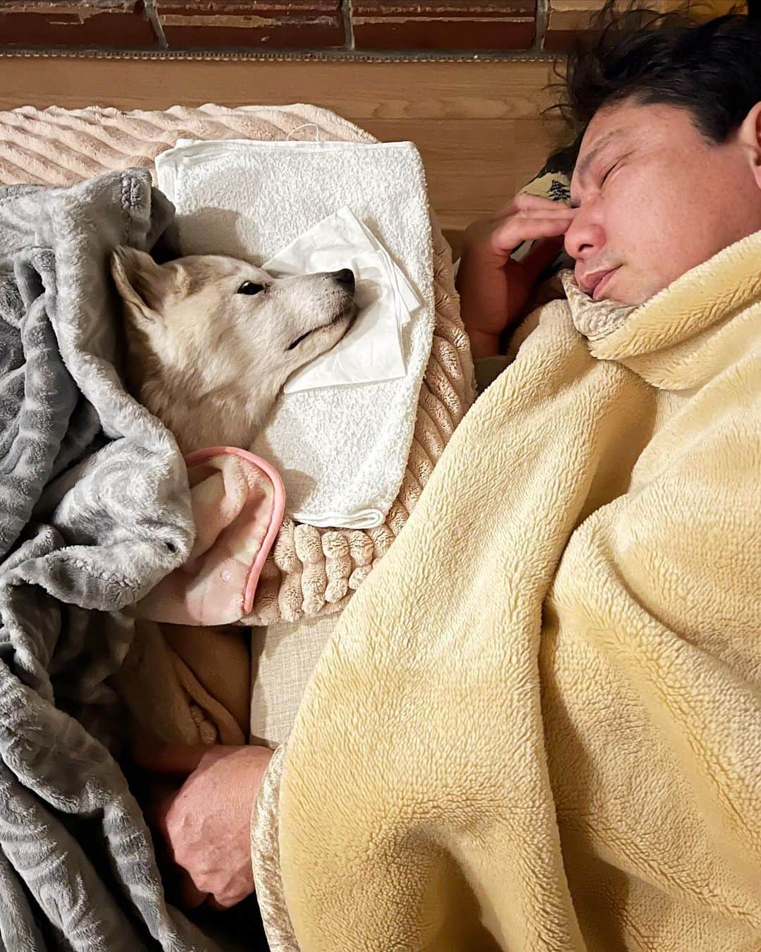柴犬リリコさんのインスタグラム写真 - (柴犬リリコInstagram)「生前最後の夜。  呼吸が止まってしまうのではないかと心配で、リリコの鼻息を感じられる距離で手を握りながら、パパとママは代わりばんこでずっと添い寝をしました。  目を閉じることなく夜を明かしたリリコは、朝を迎え、リビングの中央でみんなに見守られ、静かに、ろうそく🕯の火が消えるように、その時を待っていました。  動画は亡くなる2時間前と1時間前。  最期はパパとママが結婚式のケーキ入刀🎂以来の夫婦共同作業で、リリコを抱っこして、身体が濡れないようにシャワー🚿でお尻を綺麗にしている最中に亡くなりました。」4月22日 9時48分 - ke_rock_