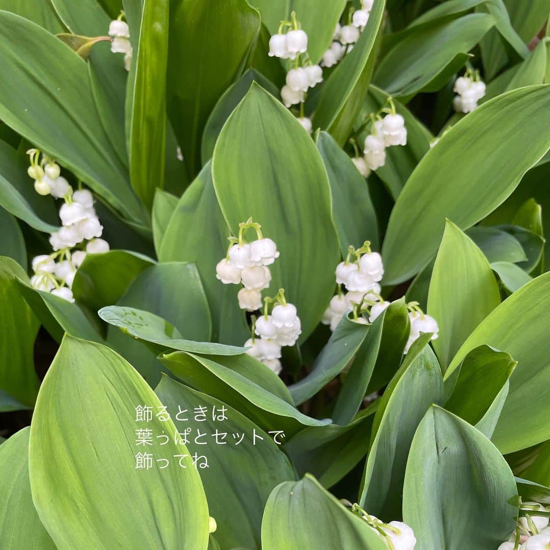 雑誌『花時間』さんのインスタグラム写真 - (雑誌『花時間』Instagram)「もうすぐ「スズランの日」ですね。  花時間（@hanajikan_magazine）です。  スズランの日は、フランス🇫🇷の花贈りの風習。  春の始まりに咲くスズランは幸福のシンボルとされ、5月1日、この花を大切な人へ贈ることで、感謝や想いを伝えるそうです。  素敵な風習ですね💕  日本のお花屋さんや園芸店に出回るスズランは、ドイツスズラン。  日本の野生種よりも花が大きく、ぷりっ！　香りも強いのが特徴です。  切り花でも出回っているので、飾ってみて。  スズランの鮮度の証は「葉の色」。  葉の緑色が濃いほど新鮮です。  そして、飾るときは…  ・葉っぱを添える。  ・風と直射日光が当たらない場所に。  ・思いっきり香りを嗅ぐ（笑）  スズランが幸せをもたらしますように！  なお、スズランは根っこつきでも出回りますが、根には特に毒が含まれています。だから、食器にはいけないように気をつけてね。  では、元気smile😊😊😊で素敵な週末をお過ごしください。byスズラン大好きピーターパン😅  写真　@tanabe32   【花時間ニュース】 💜『花時間』から、花の定期便がスタートしました🥰　世界でここだけのバラと旬花が届く嬉しいサービスです💕  💜『花時間2023秋冬』〈春夏秋冬。季節のリース〉大好評発売中！  💜2023年『花時間』カレンダー絶賛発売中！  💜『花と短歌でめぐる 二十四節気 花のこよみ』大好評発売中  すべて @hanajikan_magazine のプロフィールのリンクから飛べます✈️  『花時間』本誌や書籍は全国の書店、ネット書店でも発売中✨  #花時間 #スズラン #すずらん #スズランの日 #花が好き #花が好きな人と繋がりたい #花を飾る #花を飾る生活 #花屋さんへ行こう」4月22日 9時59分 - hanajikan_magazine