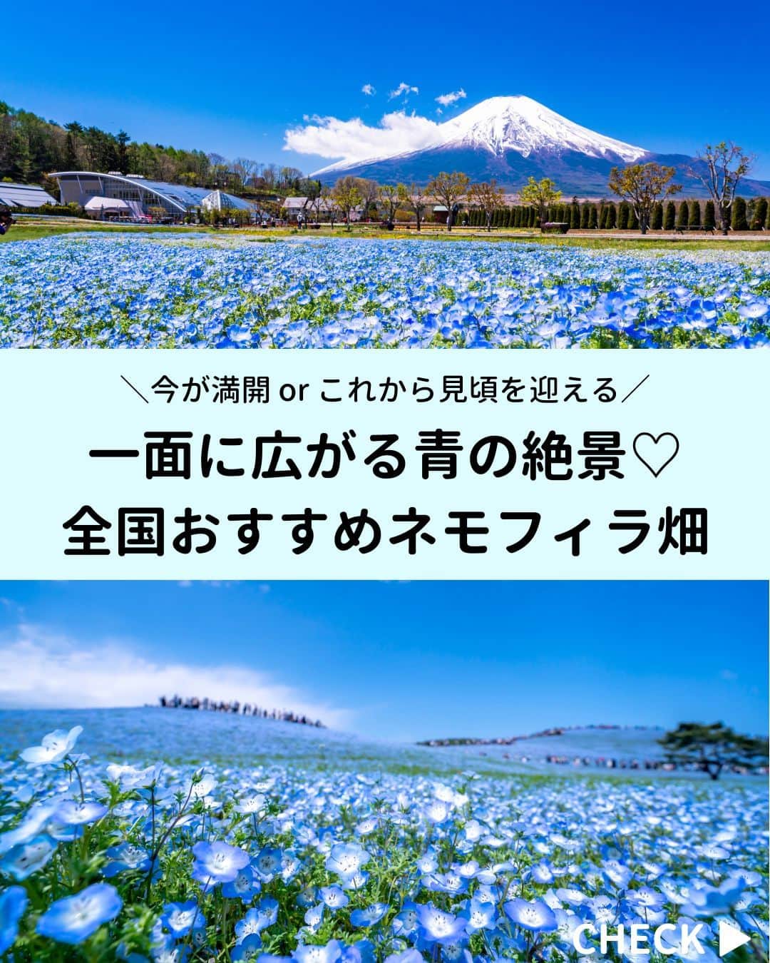 旅行比較サイト・トラベルコ 理想の旅を、いちばん安く。のインスタグラム：「美しい青の絶景が広がるネモフィラ畑✨  今が満開 or これから見頃を迎える人気スポットをピックアップしてご紹介。保存してお出かけの参考にしてくださいね🎶  【茨城】#国営ひたち海浜公園 【東京】#国営昭和記念公園 【山梨】#山中湖花の都公園 【三重】#なばなの里 【大阪】#大阪まいしまシーサイドパーク 【広島】#国営備北丘陵公園 【大分】#くじゅう花公園  2023年ネモフィラ特集もあわせてチェック👇 https://www.tour.ne.jp/matome/articles/nemophila/ ※ハイライト「旬の特集」にも掲載中💁  ***** あなたが旅先で出合った素敵な風景に #トラベルコ  または #travelko をつけて投稿してみてください📷 こちらのアカウントで紹介させていただくかも！  投稿を見て「行きたい！」と思ったら保存でクリップ。 フォロー＆いいねもお願いします🌟  ***** 国内海外1500以上の旅行サイトをまとめて比較！ 旅行の最安値を探すなら「トラベルコ」  プロフィール欄のURLから早速検索🔍 @travelko_official  #ネモフィラ #ネモフィラまつり #国内旅行 #日本の絶景 #japantrip #japantravel #絶景 #フォトジェニック #ファインダー越しの私の世界 #誰かに見せたい景色 #旅行好きな人と繋がりたい #写真好きな人と繋がりたい #女子旅 #一人旅 #旅行好き #旅 #旅行 #観光 #trip #travelko #トラベルコ」