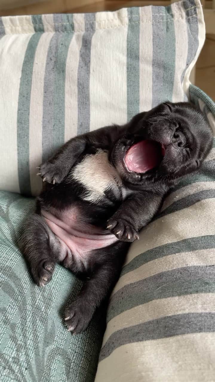 Regeneratti&Oliveira Kennelのインスタグラム：「And the Award for Cutest Yawner Goes to...」