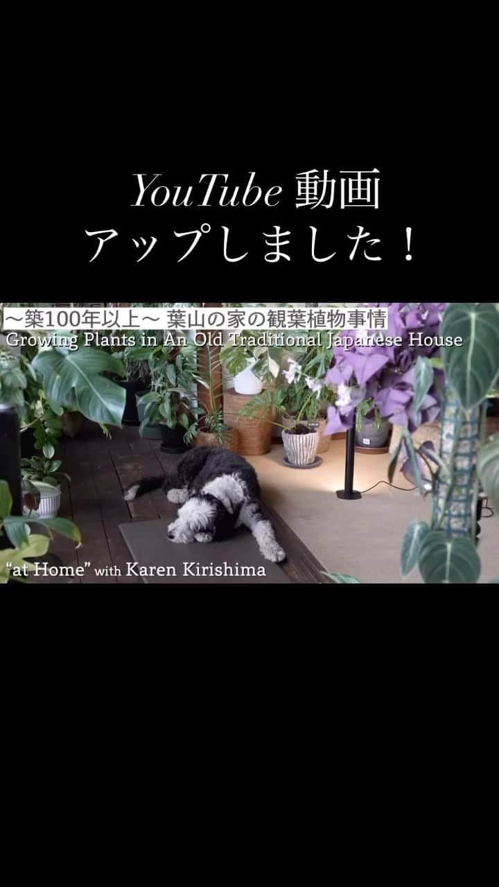 桐島かれんのインスタグラム：「#桐島かれんathome  #観葉植物#古民家」