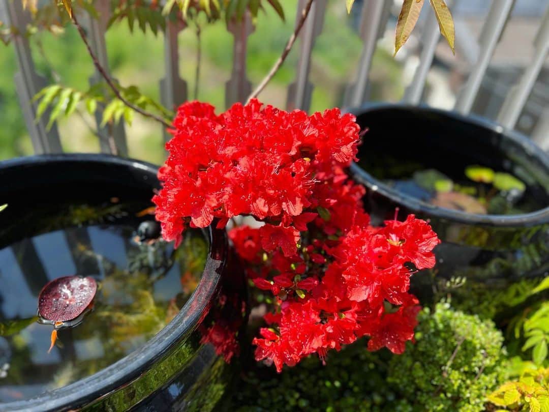 金成公信さんのインスタグラム写真 - (金成公信Instagram)「久留米ツツジ。真っ赤。きれい💚」4月22日 10時25分 - bonsai_chiba