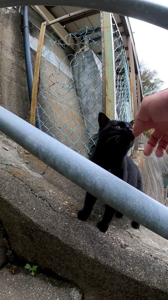 感動猫動画のインスタグラム：「階段の途中にいた黒猫に近づいてナデナデすると付いてくるようになった  #猫島 #野良猫 #自由猫 #外猫 #Cat #猫  #ぬこ #子猫 #kitten #catisland」