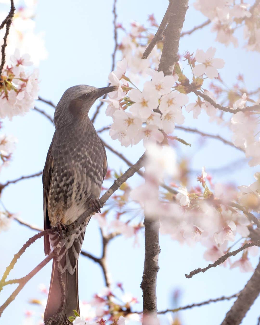 山人のインスタグラム：「今日はお花見を少し別視点で楽しめる撮影素材を紹介します✨ まずはヒヨドリ！ 名所に行くと必ず1羽はいます🪶 望遠レンズがあるならば狙ってみましょう📸 次に食べ物🍦北東北名物ババヘラアイスはついつい頼んでしまいます… 背景に桜を入れるのを忘れました！笑  #秋田県 #ヒヨドリ #ババヘラ #前向きに #山人 #yamado #桜 #北上展勝地 #さくら100選 #四季 #春 #spring  #宝 #自然  #盛岡市 #お花見 #東北の桜 #角館 #武家屋敷 #角館武家屋敷 #桧木内川 #宣伝 ↓通販サイトはこちら↓ https://shop.yamado.co.jp/  #鍋#お取り寄せ#お取り寄せグルメ#おうちで鍋#stayhome#おうち時間#おうちごはん」