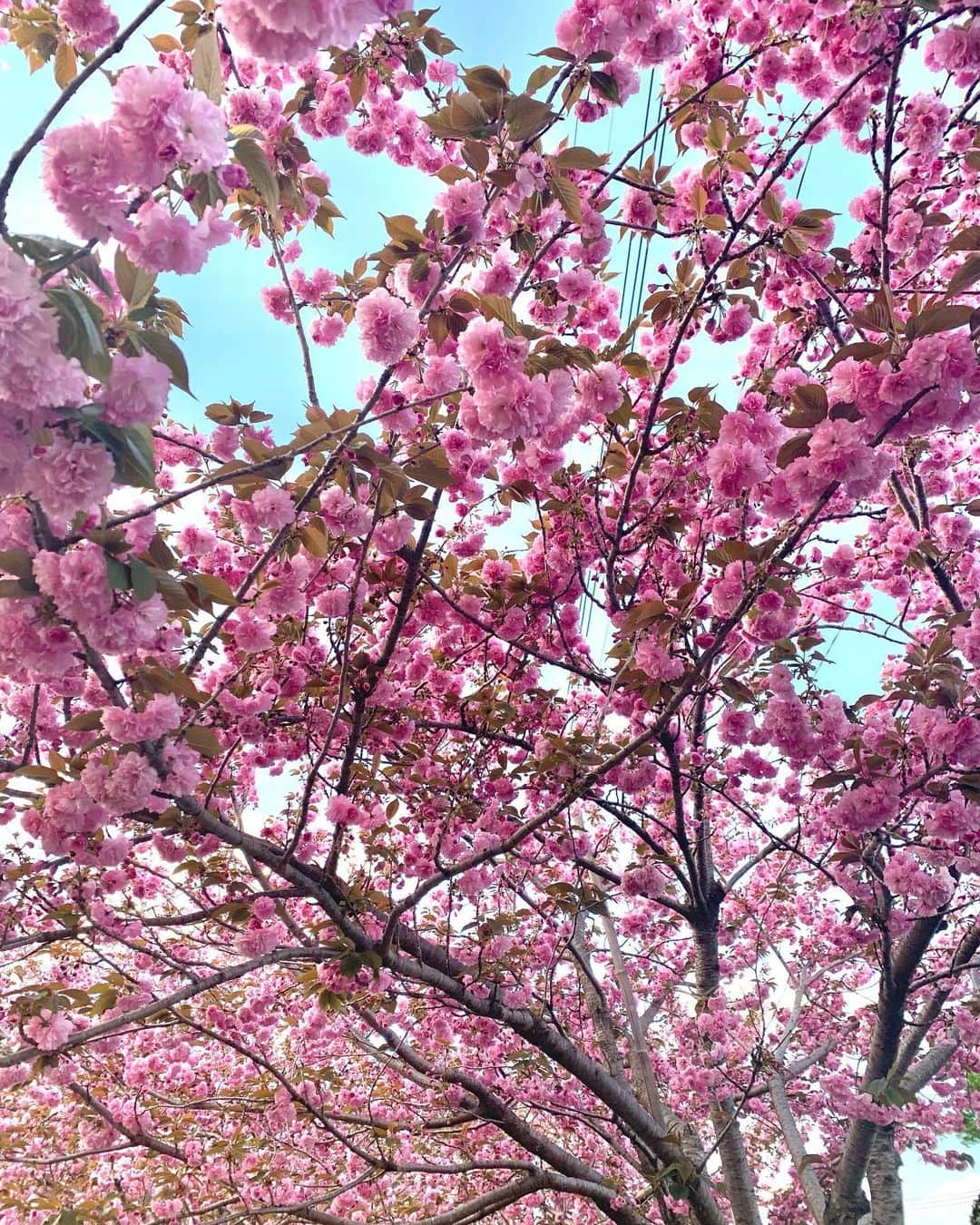 長谷川愛里さんのインスタグラム写真 - (長谷川愛里Instagram)「桜に合わせたピンクコーデ💕 だんだん桜も散ってきて4月も終わりだね✨最後に桜見れてよかった🎶  #長谷川愛里」4月22日 10時55分 - airihasegawa0827