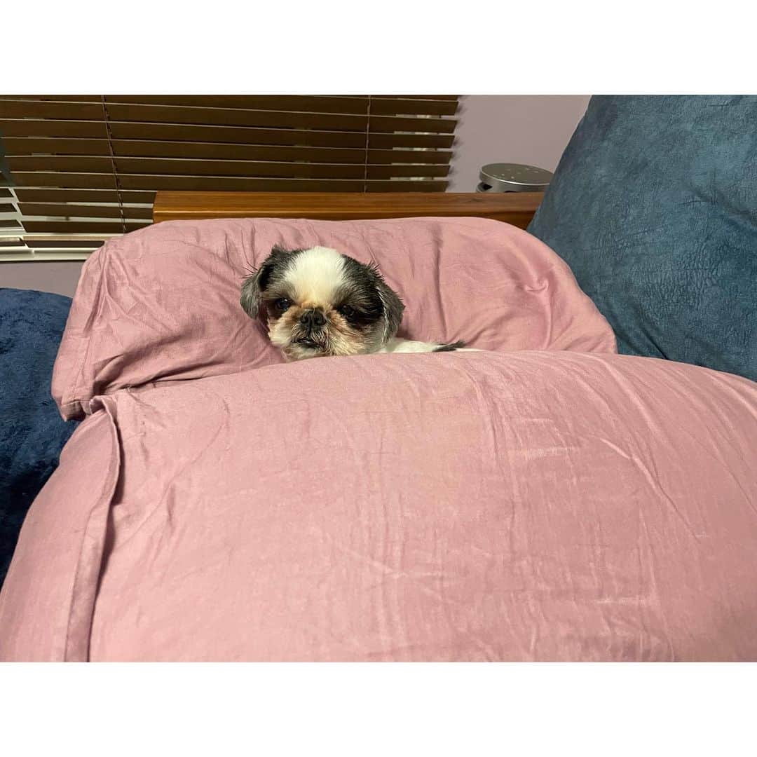 のインスタグラム：「挟まってるたらこと、写真撮ってるとすぐに入ってくるもっちゃん   #shihtzu  #frenchbulldog  #シーズー #フレンチブルドッグ #たらこちゃん #おいもちゃん」