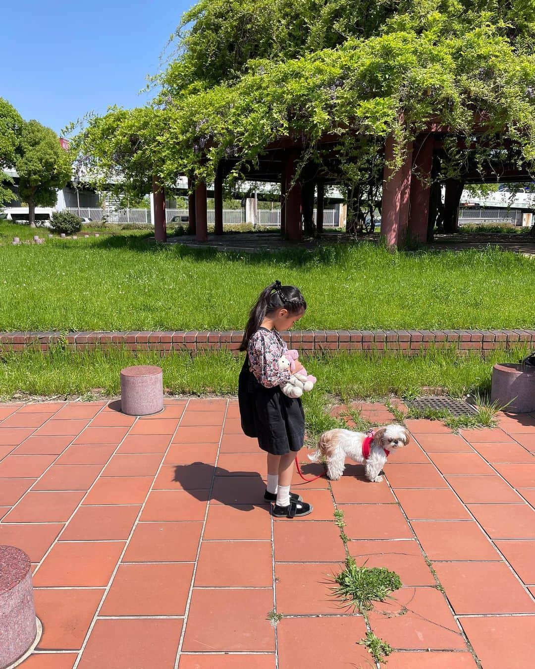 いりこのインスタグラム：「🐶👧🏻💕  #shihtzu #chihuahua #mix #dog #instadog #ilovemydog #cute #犬 #いぬ  #dogstagram  #いりこ #いりこと娘」