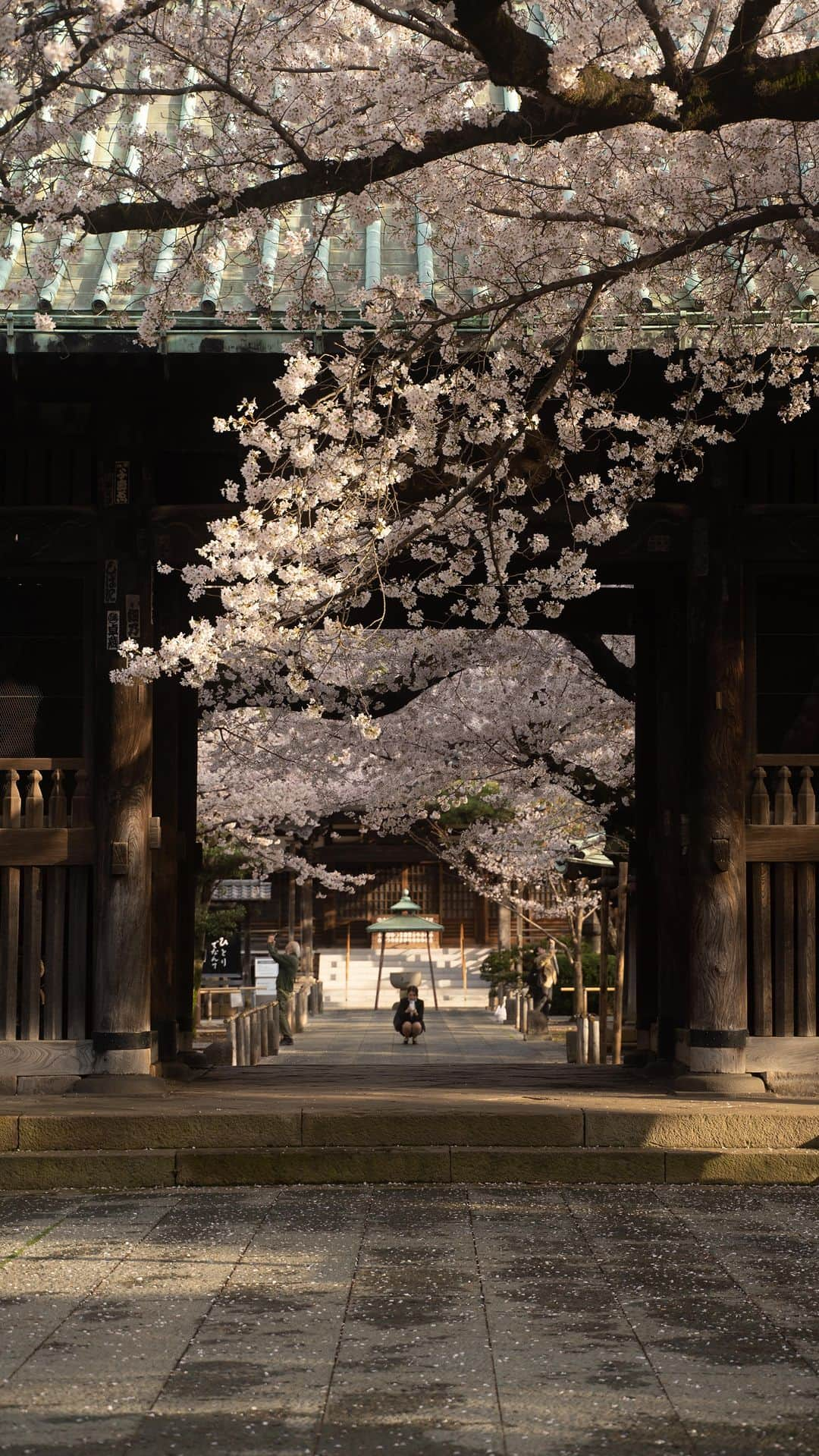 Joshのインスタグラム：「// a bike ride for some coffee leads me to Yutenji Shrine. Almost didn’t stop as I’ve come before when it wasn’t cherry blossom season, but I’m glad I did! It was a good day. . . #japan #japanawaits #japan_vacations #explorejapan #discoverjapan #visitjapanjp #visitjapanau #visitjapan #discovertokyo #sakura #sakuraseason#matcha_jp #japanlandscape #japanlife #tokyo #japaneseculture #shibuya #yutenji #日本 #桜 #さくら #祐天寺」