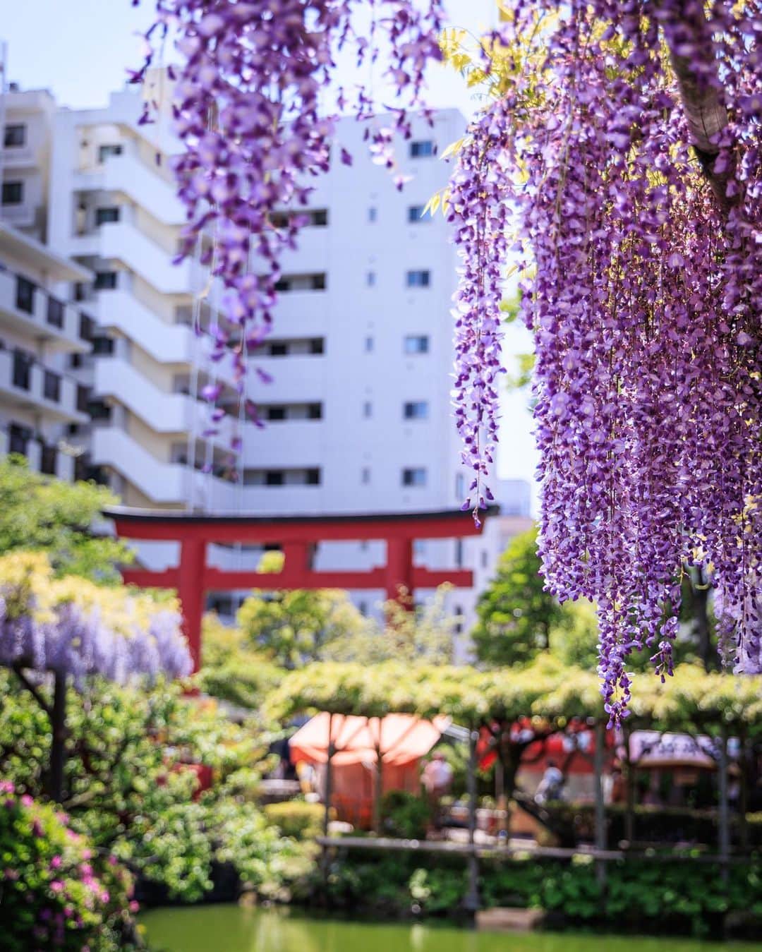 SHOCK EYEさんのインスタグラム写真 - (SHOCK EYEInstagram)「亀戸天神社の藤が見頃を迎えていたよ😊  ほんと綺麗だねー✨  カメラをはじめて気づく四季の移り変わりや、花の綺麗さ。  都会にいても自然を感じながら生きるということは、心のゆとり、豊かさを育む。  紫な綺麗な花がこれだけ集まると、悪いものを寄せ付けない、陽の雰囲気をすごく感じたよ。  池を泳ぐカモも、 甲羅を乾かす亀も、  すごく幸せそう。  これからの季節は花も草も元気な季節、、 沢山写真撮りに行こうね＾＾  ちなみに亀戸天神社は、 学問の神様が祀られているよ。  縁起物である木彫りの鷽（うそ）がオススメ。 こちらは、いままでの悪い出来事を「ウソ」にして、今年いいことありますようにと祈願されているよ。  #亀戸天神社 #藤まつり #神社 #鷽替え神事」4月22日 11時40分 - shockeye_official