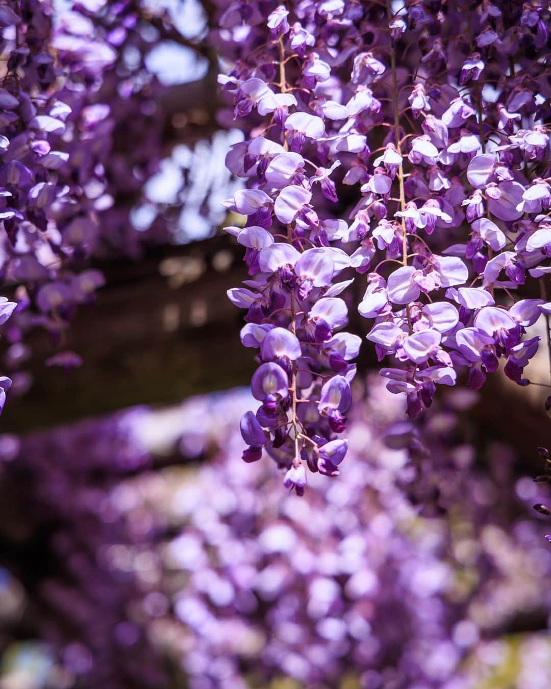 SHOCK EYEさんのインスタグラム写真 - (SHOCK EYEInstagram)「亀戸天神社の藤が見頃を迎えていたよ😊  ほんと綺麗だねー✨  カメラをはじめて気づく四季の移り変わりや、花の綺麗さ。  都会にいても自然を感じながら生きるということは、心のゆとり、豊かさを育む。  紫な綺麗な花がこれだけ集まると、悪いものを寄せ付けない、陽の雰囲気をすごく感じたよ。  池を泳ぐカモも、 甲羅を乾かす亀も、  すごく幸せそう。  これからの季節は花も草も元気な季節、、 沢山写真撮りに行こうね＾＾  ちなみに亀戸天神社は、 学問の神様が祀られているよ。  縁起物である木彫りの鷽（うそ）がオススメ。 こちらは、いままでの悪い出来事を「ウソ」にして、今年いいことありますようにと祈願されているよ。  #亀戸天神社 #藤まつり #神社 #鷽替え神事」4月22日 11時40分 - shockeye_official