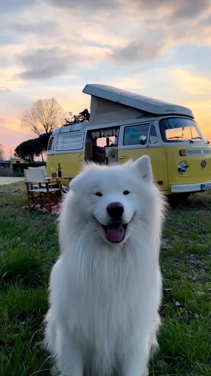 SHEINのインスタグラム：「Wiggle to make you giggle 🐶🤣 @wanderlust_samoyed   #SHEINinspo #earwiggles #dancingears #van #vwt2 #vanlife #travel」