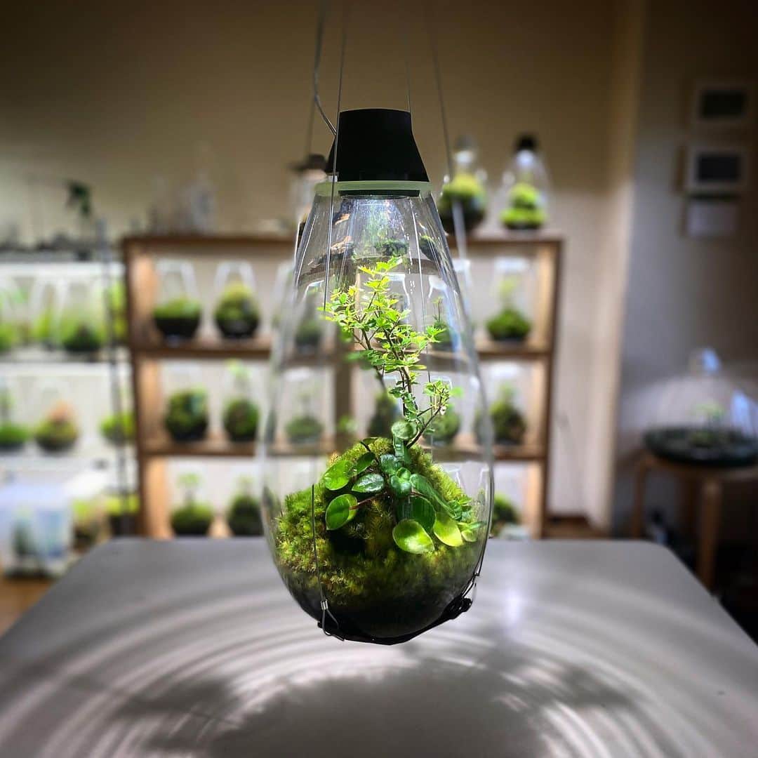 のインスタグラム：「Mosslight   #mosslight #モスライト  #terarium#テラリウム #moss#苔#コケ#bryophyte #bryophytes  #ミニ盆栽#bonsaitree #paludariums #パルダリウム #terrariums#terariums #terariumdesign #terrariumsdesigns」