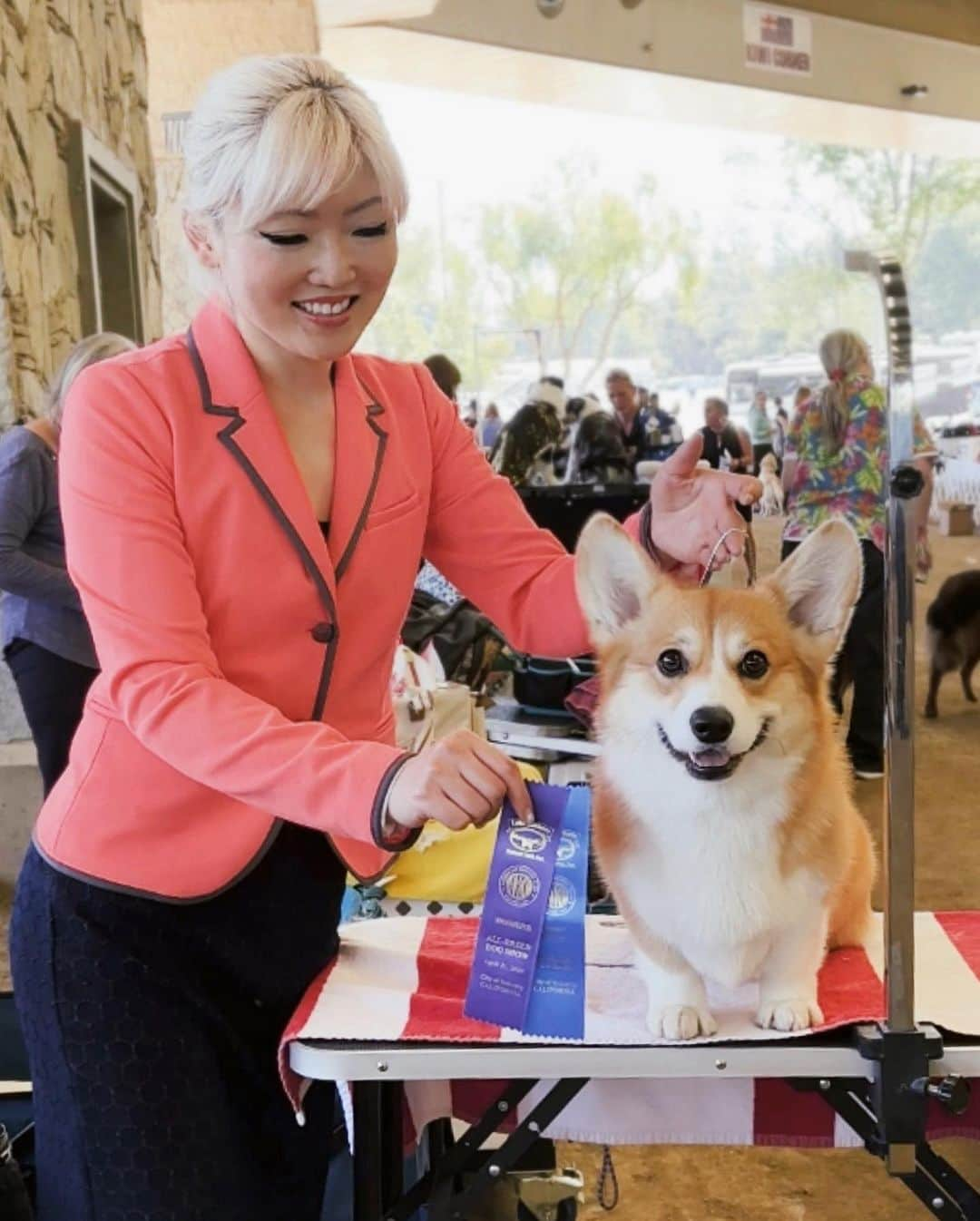 Geordi La Corgiのインスタグラム：「Introducing… NEW AKC CHAMPION AGATHA!! 🏆😱  This is just our third weekend out together and she earned her 4th major, finishing her championship in the blink of an eye. So proud of this feisty little girl! 🔥  After the show she celebrated by running around all over the house with her favorite squeaky toy. She’s now passed out because she’s gonna need her beauty sleep before another show tomorrow!   Aggy is now: CH Capriccio’s Spirit in the Spotlight   For anyone wanting to come watch the corgis at the show this Sat and/or Sun at Industry Hills Expo Center, Pembrokes are showing between 8am and 9am both days. Leave a comment or DM me if you have any questions!」