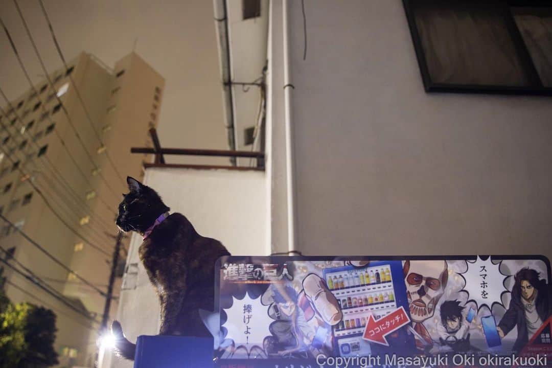 Masayukiさんのインスタグラム写真 - (MasayukiInstagram)「進撃の巨人。  #cat #ねこ #猫 #東京カメラ部 #nekoclub  #mmgtw #my_eos_photo  #yourshotphotographer  #夜にゃん」4月22日 11時55分 - okirakuoki