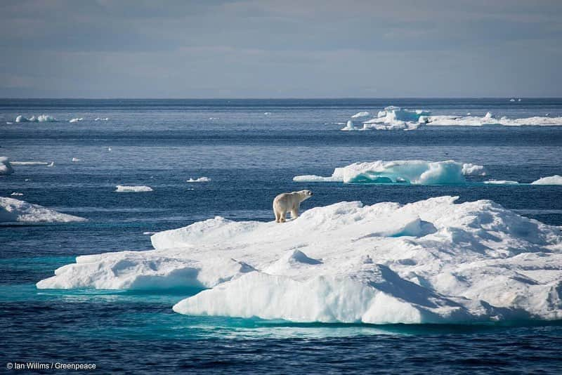 リュ・ジュニョルのインスタグラム：「Make everyday #earthday 🌏 👉  🌏지구를 위해 행동하기: https://act.gp/i_am_polarbear  #그린피스 #그린피스서울사무소 #greenpeace #기후변화 #기후위기 #지구의날」