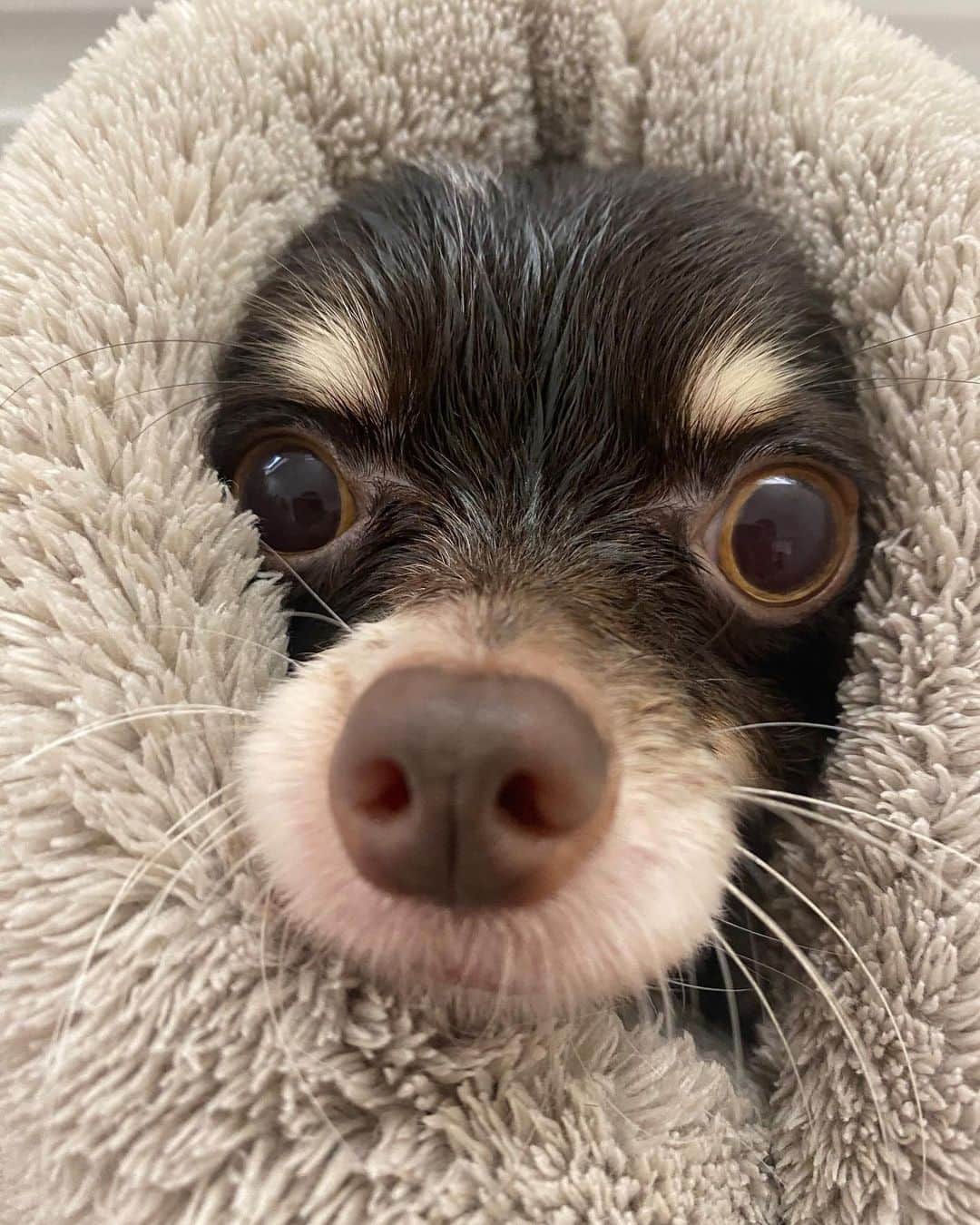 のインスタグラム：「🐶🛁🫧🤍🖤 きゅん」