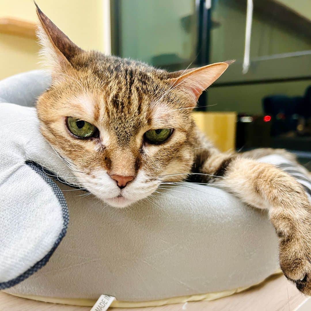 黃阿瑪的後宮生活さんのインスタグラム写真 - (黃阿瑪的後宮生活Instagram)「招弟：「貓生好累。」」4月22日 13時00分 - fumeancat