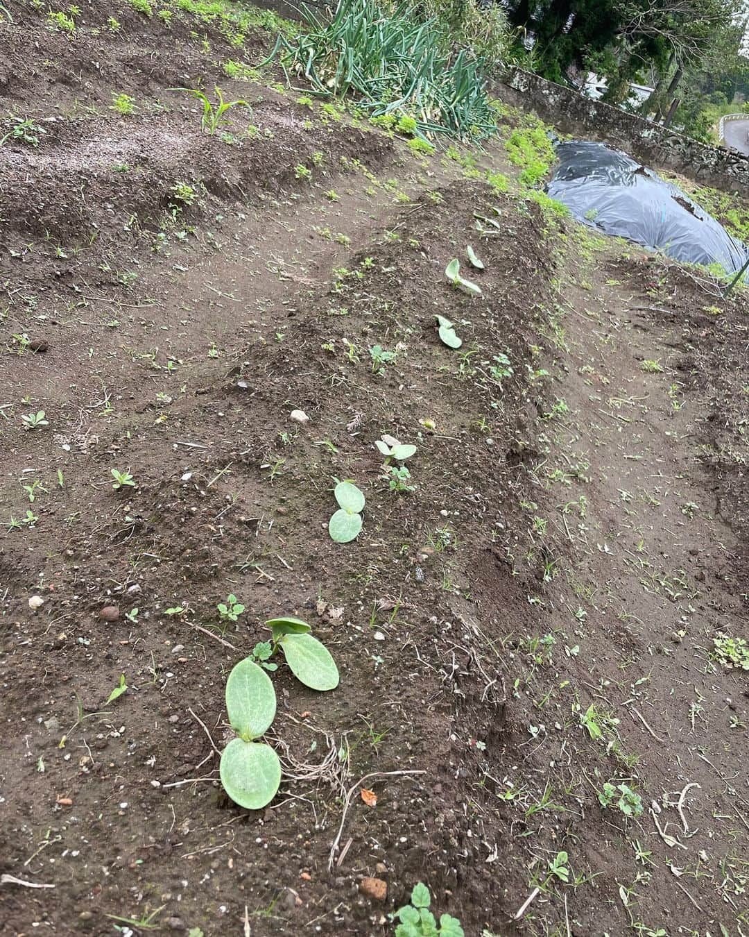 真央さんのインスタグラム写真 - (真央Instagram)「. 色んな野菜の芽が出てきたぞ！ 先週あたり、寒暖差で茄子やじゃがいもが しゅんってしていたのに またここで復活している🥹✨ 強いなぁ〜‼︎‼︎‼︎ 毎日、畑をみるのが楽しい🌱  まる坊も放水開始〜！と、 夕方の水やりを消防隊になりきって やってくれてます😂  オクラや枝豆、生姜も そろそろ植えなくっては〜！！  お腹もぽっこり、おおきいぞ！ . . #ある日の農民服 #差し色#きいろ #tenteのitem #スマホショルダー」4月22日 13時34分 - mao0424