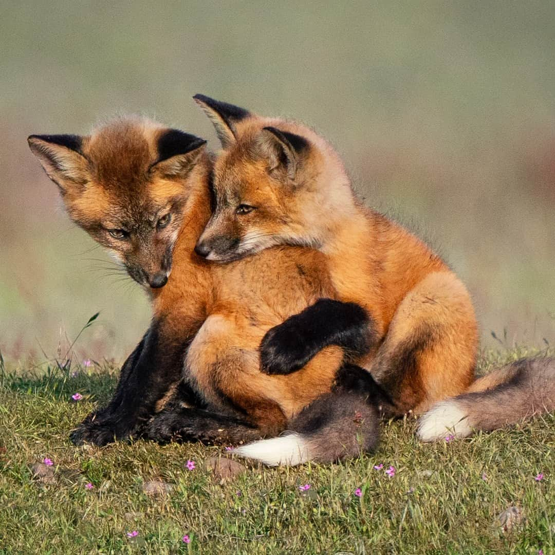 アメリカ内務省さんのインスタグラム写真 - (アメリカ内務省Instagram)「Happy Earth Day! 🌎   Today, we are celebrating nature and the anniversary of the Earth Day movement in 1970 to raise environmental awareness. People from around the world are coming together to pick up litter, plant trees and take action to reduce their environmental footprint. Our planet is full of hidden treasures to explore and resources to appreciate – let's work together to make our world a healthier place to live (and help protect these cuties).   Photo at @sanjuanislandnhp by Autumn Schrock   #EarthDay #NationalParkWeek   Alt Text: Fox kit siblings embrace in between playful wrestling.」4月23日 0時24分 - usinterior