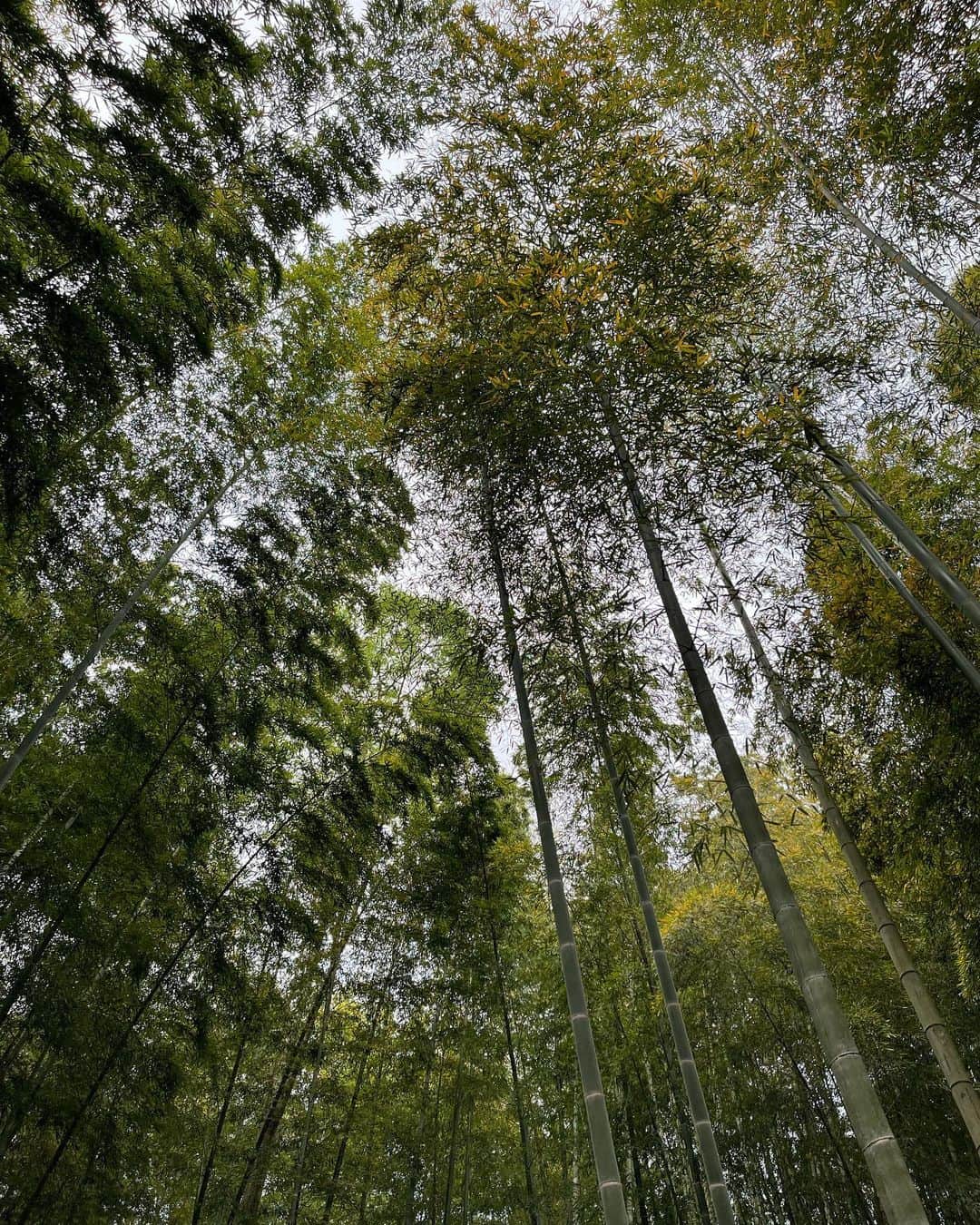 木本泉さんのインスタグラム写真 - (木本泉Instagram)「- 初めてのグランピング☘️  全部整っているのでキャンプよりも過ごしやすいですね✨  動物の鳴き声聞きながら、竹薮で癒し✨  お部屋にほとんどいることなく、お外の椅子に座って過ごしてました🍃🎋  #バンブーフォレスト#bambooforest#市原ぞうの国」4月22日 23時04分 - izumikimoto