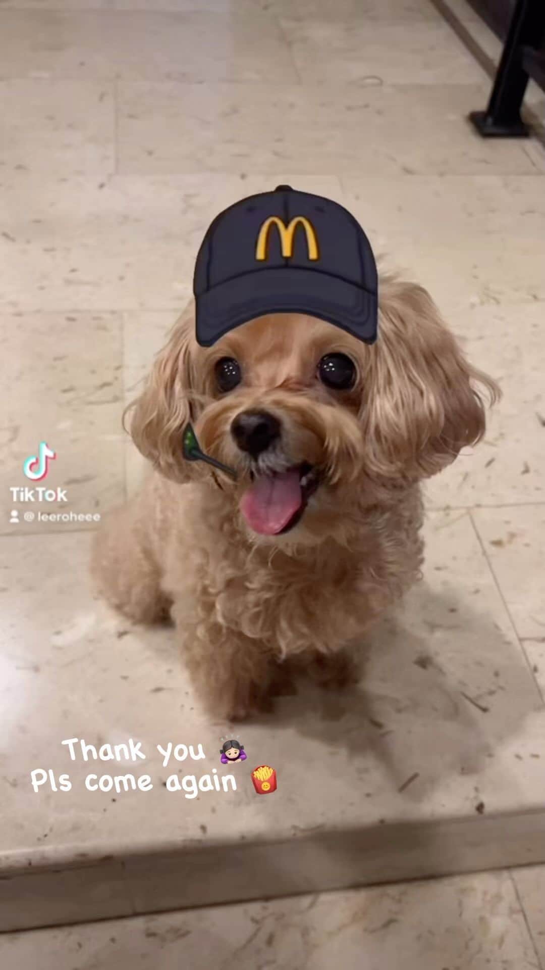 Ⓜ️їк◎ みこ 미코 ? Dogsのインスタグラム：「Thank you 🙇🏻‍♀️ Pls come again 🍟」