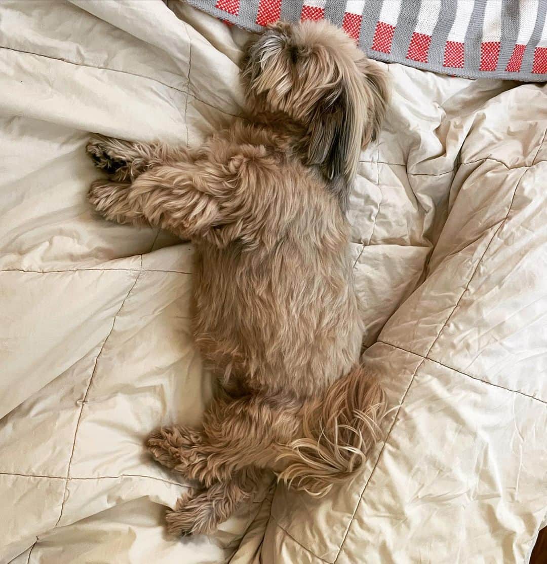 Dougie the Shih Tzuのインスタグラム：「#backleg」