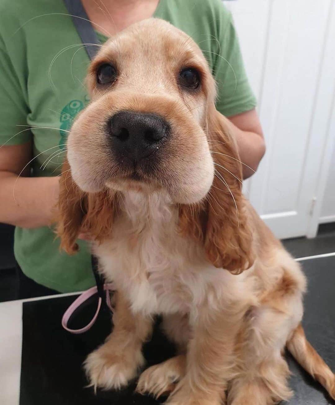 animalsさんのインスタグラム写真 - (animalsInstagram)「Sonja was playing in the garden. Sonja ate a bee. Sonja learned you shouldn’t eat bees and she has a PSA for other puppers out there to be careful - and not eat the spicy flies! 😅🐝  @onewavets gave her some medication and she’s feeling much better now. 🥰🙏 Photos by: @onewavets」4月22日 23時40分 - babyanmlpics