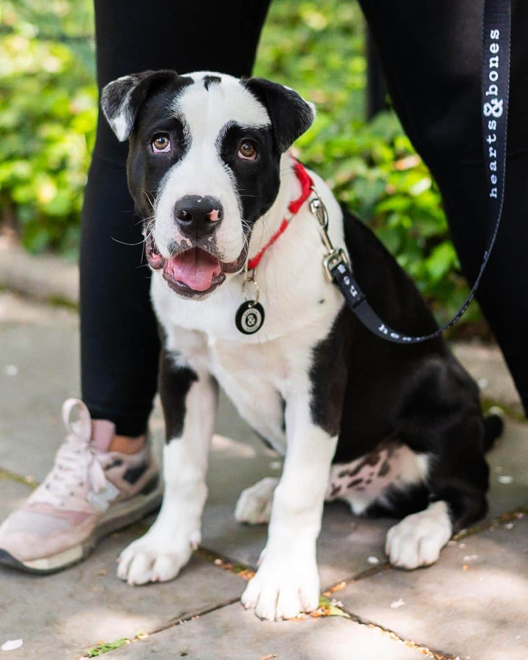 The Dogistさんのインスタグラム写真 - (The DogistInstagram)「ADOPTABLE: Jot, Pit Bull mix (3 m/o), via @heartsandbonesrescue • “He has no regard for his size – he walks into everything. Poles, beds, the couch. He won’t eat his food now unless there’s some whipped ricotta cheese on it, which is my fault. He’s great with other dogs. He’s a perfect little angel.”  Jot (and many other pups) will be at the @heartsandbonesrescue adoption event this Sunday, 4/23, from 12-2pm at Domino Park Dog Run (15 River St., Brooklyn)!」4月22日 23時47分 - thedogist