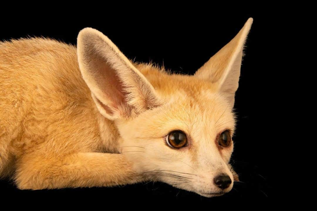 Joel Sartoreさんのインスタグラム写真 - (Joel SartoreInstagram)「Also known as the Rueppell’s fox, the sand fox is a cute critter to admire, but it has a stinky secret - scent glands. Used regularly to mark den sites, they also serve as a defense mechanism. When threatened, the fox will arch its back, raise its tail, and spray its attacker with an extra smelly secretion, similar to that of a skunk. Photo taken @epaa_shj.   #fox #sandfox #animal #mammal #wildlife #photography #animalphotography #wildlifephotography #studioportrait #EarthDay #PhotoArk @insidenatgeo」4月22日 23時58分 - joelsartore