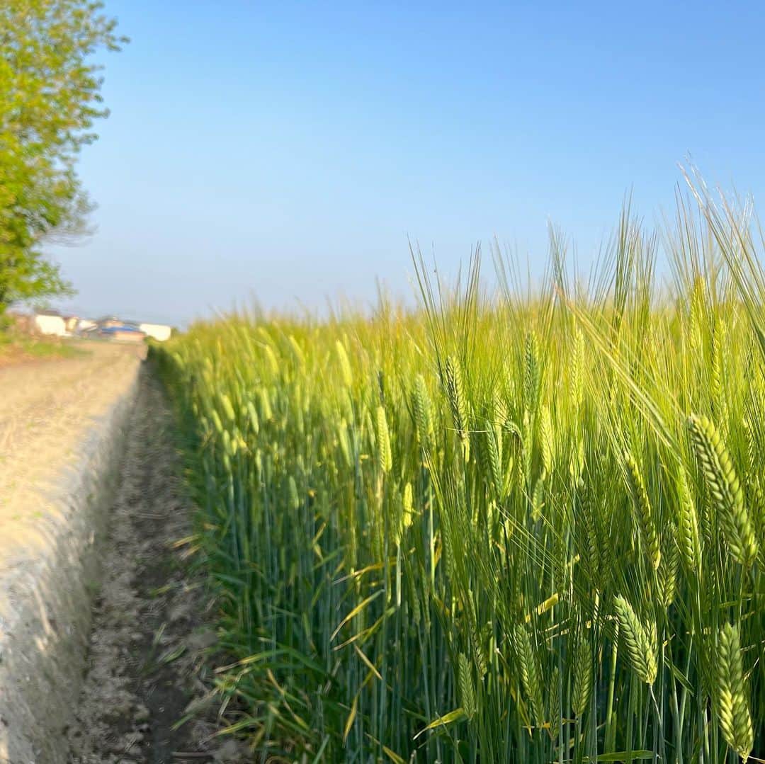 下村彩里さんのインスタグラム写真 - (下村彩里Instagram)「🍻  各地で6.7月並みの気温になるなど、季節外れの暑さとなった先週。かと思えば週末はまた冷たい空気に。  極端な気温差に振り回されますね.. 🥲  実は農作物にも影響が...  先日は#ビール麦 を栽培する#山岸慶祐 さんを取材しました。  ビール麦は 暑さが続いたことで急激に成長が進み、 例年ではまだこの時期は緑色🍃だそうですが、 すでに麦は黄色🌾に色づき始めていました。  この急な暑さ、また急な気温低下で難しくなるのが、"収穫適期の見極め"だといいます。 収穫のタイミング少しずれると、品質にも影響がでて、買取り価格も変わってしまう可能性があるそうです。  今までに経験のない 極端な気温変化に対応する為に 肥料を加えたり、麦踏みを多く行うなどビール麦の品質を守り抜く山岸さん。  美味しい#ビール の裏側には こうした農家の方たちの、 丁寧な向き合いがあると知り、 改めて感謝の気持ちを持って、1杯1杯を味わいたいと思いました！！！  (写真はVTR用に撮影したビール😎です)  #水田　で #水稲 #ビール麦 を #栽培する #山岸さん #優しい人柄でありながら #地域を盛り上げる #勢いを感じました。  #下村彩里#報道ステーション#取材 #感謝」4月23日 0時07分 - sairi.shimomura_ex