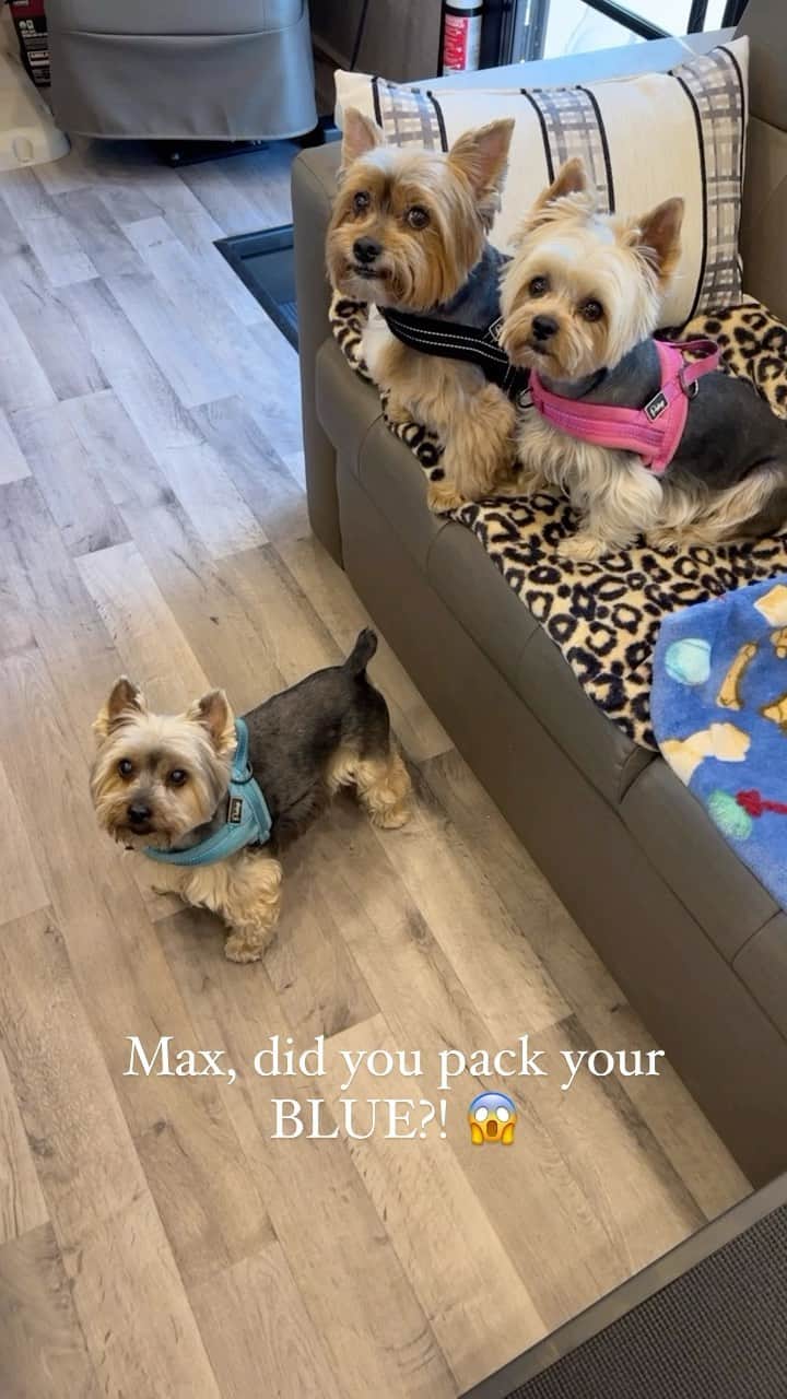 のインスタグラム：「Max 💭 Oh no! 😱 Did I really forget to pack my BLUE?! 🥺😣🤔🫣😏😭#OhNo #Really #MustHave #TheMostImportant #BestBuddies #CannotLiveWithout #GoTogether #BlueIsLife #TravelingDogs #TravelWithDogs」