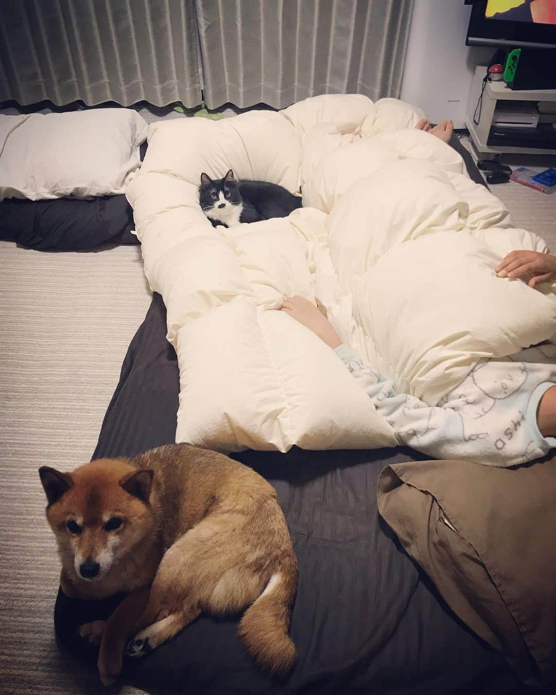 柴犬はなこ Shibainu Hanakoさんのインスタグラム写真 - (柴犬はなこ Shibainu HanakoInstagram)「トムとジェリーみたいな犬と猫です🙂 どなたかお猫様の里親になっていただけませんか？DMお待ちしてます🐱 #里親募集中 #ハチワレ #保護猫 #shiba #dog #cat #柴犬 #犬 #仲良くけんかしな #犬と猫」4月22日 15時54分 - kiki_beee