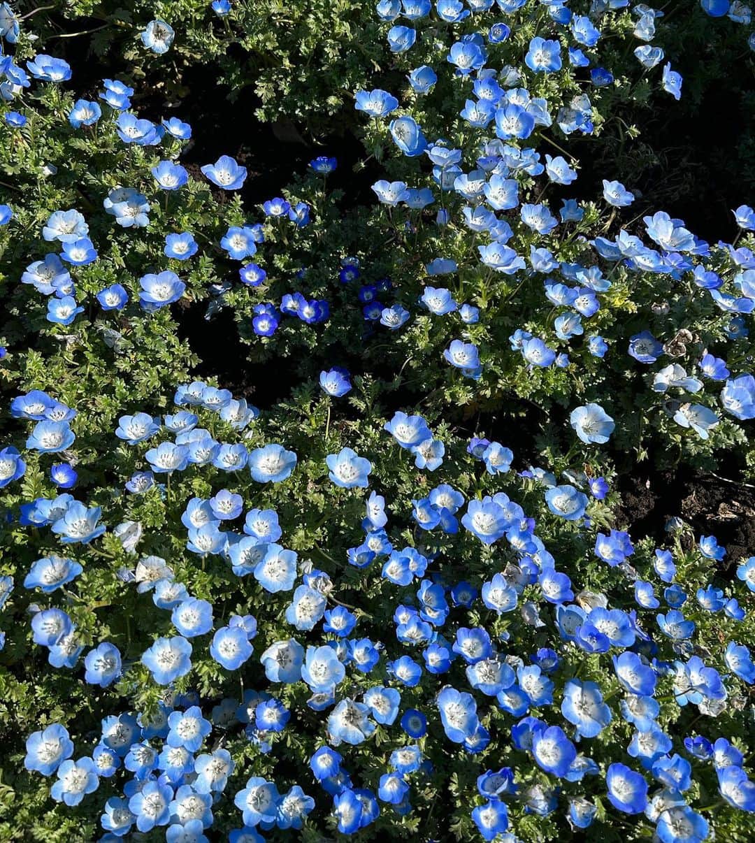 江崎ななほのインスタグラム：「💠🌷🪻🌸🌹」
