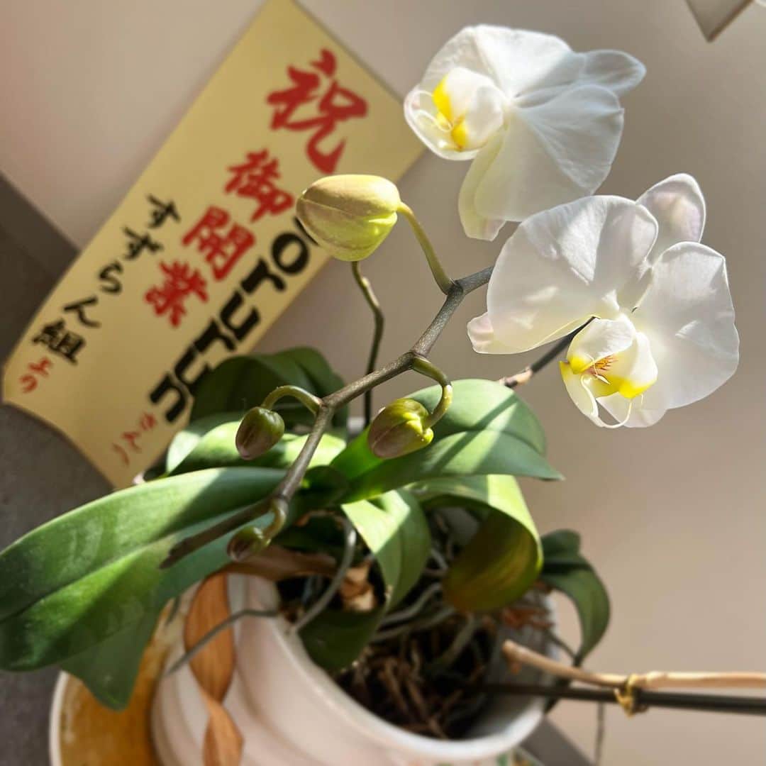 山内鈴蘭のインスタグラム：「ファンの方から頂いた胡蝶蘭が毎年綺麗な花を咲かせて応援してくれてます☺️🌸  ゴルフブランドGorurun(ゴルラン)を2019年に開設してから、毎年お祝いとして胡蝶蘭をファンの方が送ってくださるんです😢🌸  胡蝶蘭は、枯れたら再度咲くのが難しい  と聞いていましたが、 この子達は本当に凄いんです🥺🤲  新しい芽が生え、毎年咲いてくれるの。  「頑張れ！」って皆さんが背中を押してくれてる気がして、このお花を見ると頑張ろう！と気合いを入れてくれます🥰  今年の8月で4周年を迎えるGorurun。  今年も周年コンペ開催します！！！  皆んなで笑って最高のゴルフコンペにします😆💖💖  本当にいつもありがとう！！！！  #ゴルフ #ゴルフブランド #お祝い #お祝い花 #胡蝶蘭 #Gorurun #ゴルラン #ゴルフ好きな人と繋がりたい #幸せ #ゴルフファッション #ありがとう #ファンの皆いつもありがとう #癒し #癒し時間」