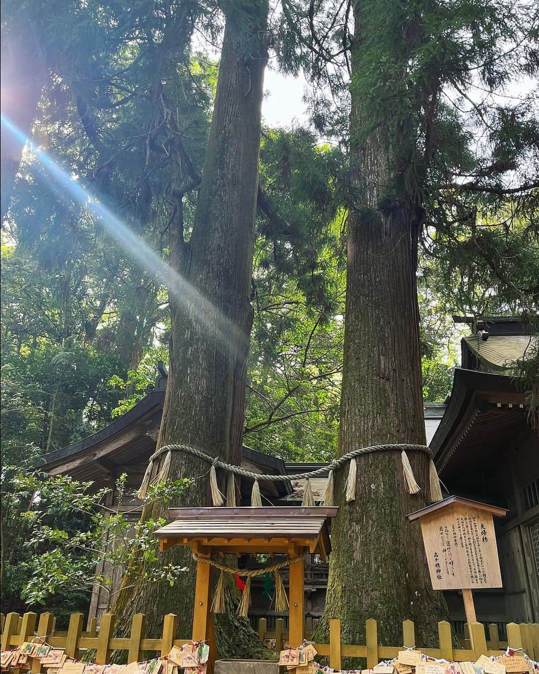 辻直子さんのインスタグラム写真 - (辻直子Instagram)「#kumamoto#miyazaki#i♡japan #熊本と宮崎の旅#漂う元気#したいと思ったら動いてみる#願いの叶えかた♡  いきなりにも程があるくらいに急に決まった旅😝🙄  この3.4年日本を旅することがたくさん増えました  あらためて思うのは 日本人としてまだまだ知らない美しい日本がたくさん溢れているんだなって  情報だけじゃ伝わらないこと思い知らされています☺️  たくさん旅をする度、美しく豊かな日本に触れながら、ふと幸せだなって思う  これから海外にも行く機会はふえていくと思うけど、こんな近くにまだまだ知らないとっておきの日本があると思うと楽しみで仕方ない🩵  これからもたくさんいろんな場所に足を運んで日本を堪能したいなって思いました  おすすめがあったらまた是非教えて下さいね🙏🏻🩷」4月22日 16時28分 - naoko.ts