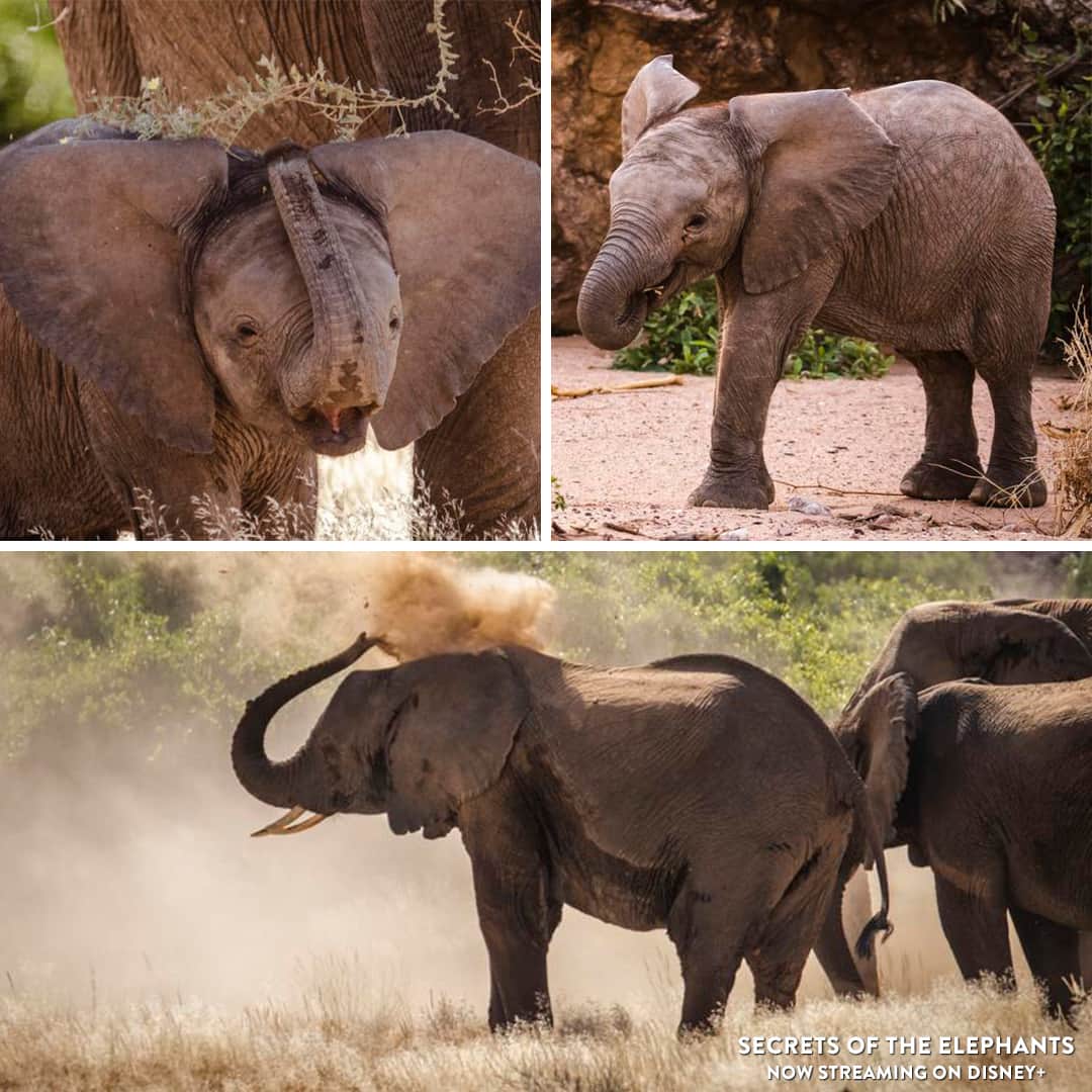 Disneyさんのインスタグラム写真 - (DisneyInstagram)「It’s the circle of life as you’ve never seen it before! 🐘📸 From @NatGeo, Secrets of the Elephants is now streaming on @DisneyPlus. #EarthDay」4月23日 5時00分 - disney