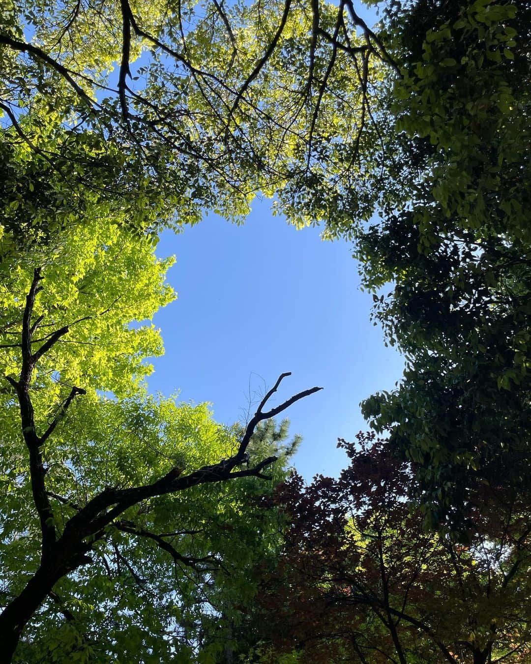楓ゆきさんのインスタグラム写真 - (楓ゆきInstagram)「⁡ ⁡ ⁡ 　　用事の前に時間があって立ち寄った公園🌱 　　こんなとこあったんだぁ〜 　　って　ぶわぁ〜っ　て息をはきました。 ⁡ 　　忙しない最近の、束の間の休息でした𓈒𓂂 ⁡ ⁡ 　　 　Greenつながりで、いつかの写真もpost 🌱 ⁡ ⁡ #🥱🌱 #Greenpark ⁡」4月22日 16時48分 - yuki_kaede.tan