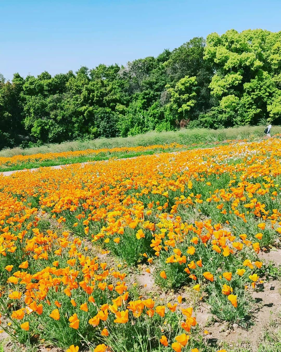 Ritsukoさんのインスタグラム写真 - (RitsukoInstagram)「今日は朝からmophing peopleのミュージックビデオの撮影で万博記念公園へ🎶 しょっちゅう万博記念公園にはいくけど、ここは来たことないなぁーって場所で撮影でした。  可愛い女の子が登場するよ👸🏻✨  お楽しみに〜！  お昼はエキスポシティのフードコートで天丼！！  #万博記念公園 #花の丘 #MV撮影  #エキスポシティ #天丼  #mophingpeople #mppp」4月22日 16時53分 - litsuko721