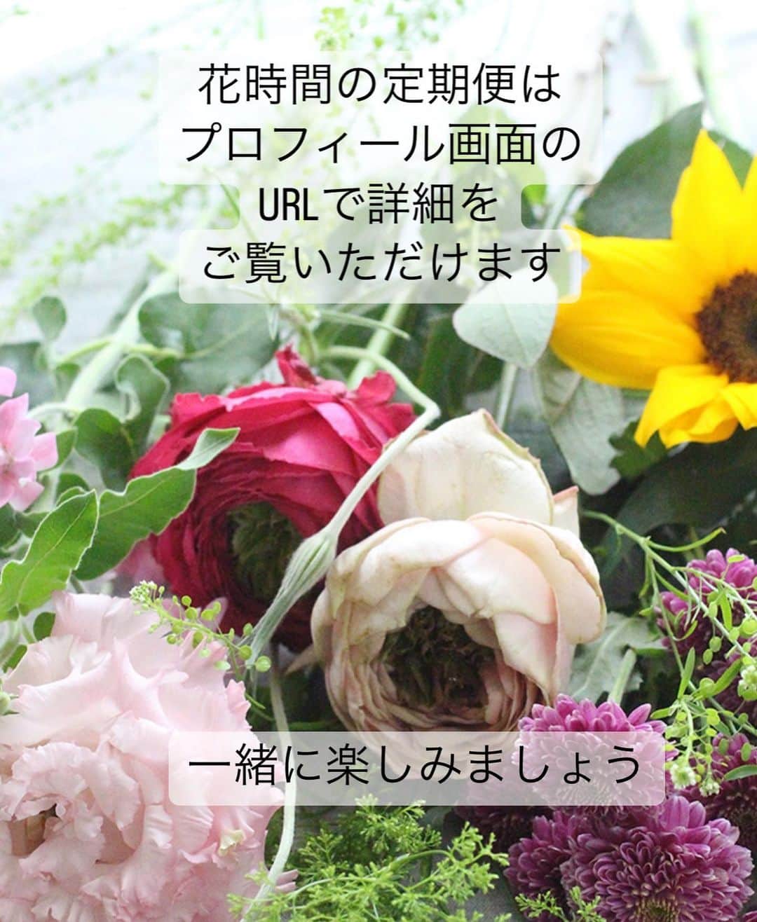 雑誌『花時間』さんのインスタグラム写真 - (雑誌『花時間』Instagram)「えっ？もうヒマワリ😱　  花時間（@hanajikan_magazine）です。  そう、もう出ているんです、ヒマワリ🌻（笑）  先日、うちに届いた花時間の定期便に、満面の笑顔で入っていたんです。  １本ずついろいろな花が入っている宝箱みたいな定期便。  それでも組み合わせやすいようにと考えられていて…。と今回も再確認しました。  ヒマワリを新緑の季節らしく飾れるように、白いオルラヤやタラスピなどの爽やかな花材もセット。  一度に終わってしまわないように、長もち代表選手のマムやアルストロメリアも入っていました。  花のチョイスと発送を依頼しているのは、東京の世田谷市場の仲卸さん。  鮮度のよさはもちろんのこと、花好きなら、わっ！と驚く花もさりげなく入れてくれる心づかいに感動しちゃっています💕  届く花は、どれも茎が長いので、これからの高温期でも何度も切り戻しして、楽しめますよ！  お得な花の宝箱。1回だけのお取り寄せもできるので、ぜひ、お試ししてみてね。  詳細はプロフィール（@hanajikan_magazine）のリンクからどうぞ。  では、明日も元気smile😊😊😊で素敵な休日をお過ごしください。 byピーターパン  【花時間ニュース】 💜『花時間』から、花の定期便がスタートしました🥰　世界でここだけのバラと旬花が届く嬉しいサービスです💕  💜『花時間2023秋冬』〈春夏秋冬。季節のリース〉大好評発売中！  💜2023年『花時間』カレンダー絶賛発売中！  💜『花と短歌でめぐる 二十四節気 花のこよみ』大好評発売中  すべて @hanajikan_magazine のプロフィールのリンクから飛べます✈️  『花時間』本誌や書籍は全国の書店、ネット書店でも発売中✨  #花時間 #フラワーアレンジ #花の定期便 #花のサブスク  #花が好き #花が好きな人と繋がりたい #花を飾る #花を飾る生活 #花屋さんへ行こう」4月22日 17時11分 - hanajikan_magazine