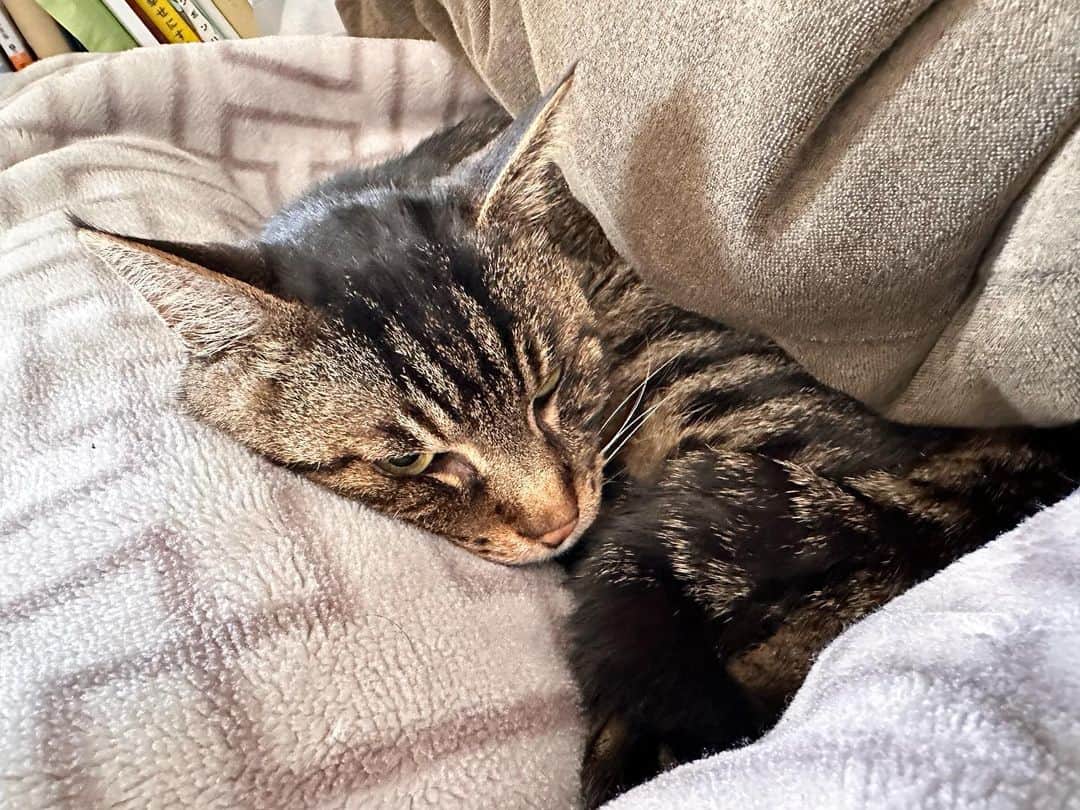 Musashiのインスタグラム：「2023年3月5日の朝ムサシ。ちゃんと寝てる。Sleepy head. #mck延長戦 #musashi_the_cat #musashi #mck #cat #キジトラ #ムサシさん ムサシさんが旅に出てから今日で一か月になりました。寂しいねぇ。」