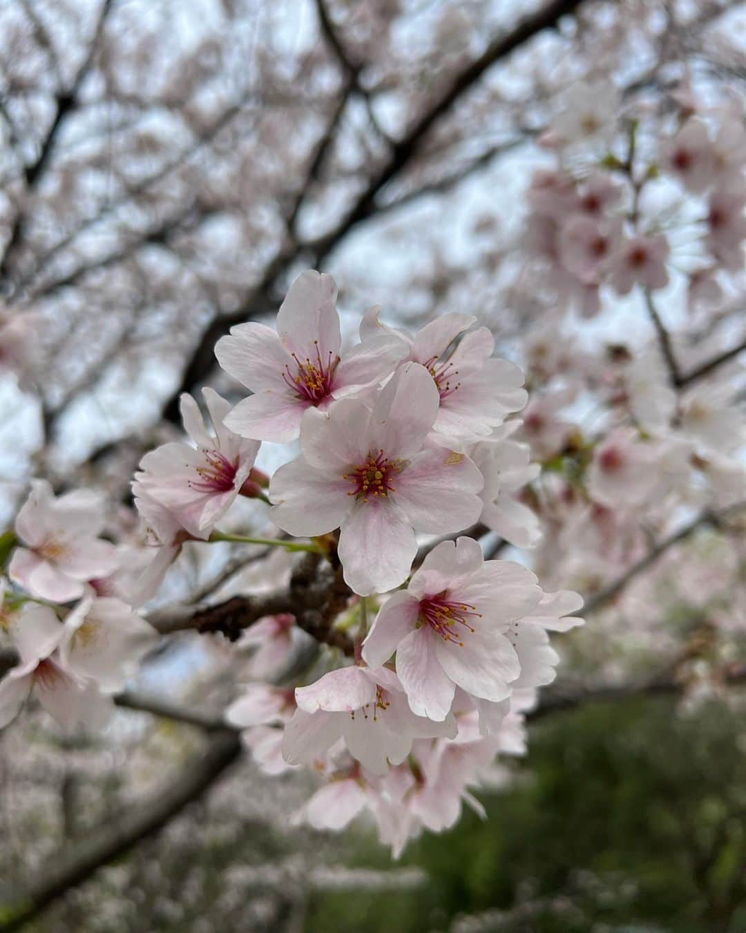 松井朝海さんのインスタグラム写真 - (松井朝海Instagram)「︴SAKURA collection🌸  今年は東京の桜しか見れなかったなぁ〜」4月22日 17時55分 - asami.matsui.am