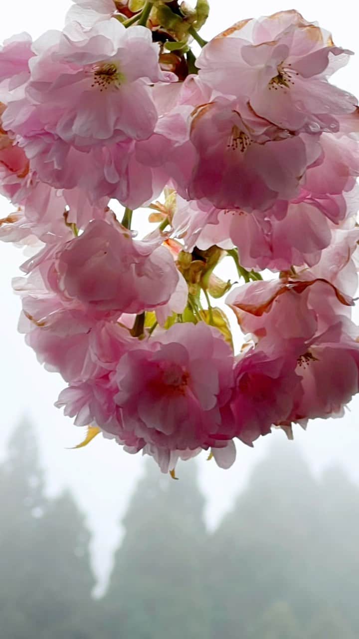 琵琶湖グランドホテル / 京近江のインスタグラム：「比叡山延暦寺では麓より春が遅くやってくるので、京都や滋賀の桜の名所の見頃が終わった後に、多くの種類の満開の桜が新緑とともに楽しめます。 4/29〜5/7は、西塔エリアで普段は非公開のにない堂での特別坐禅体験やキッチンカー等の「比叡の新緑めぐり」イベントが開催されます。 #比叡山延暦寺 #桜 #おすすめスポット #奥比叡ドライブウェイ #新緑 #比叡の新緑めぐり #京都 #滋賀 #今こそ滋賀を旅しよう #びわ湖大津いいね #シガリズム #旅行 #滋賀観光 #琵琶湖グランドホテル #京近江 #hieizan #enryakuji #okuhiei_driveway #sakura #spring #beautifulview #gobiwako #hellootsu #travel #kyoto #shiga #japan #biwakograndhotel #kyooumi @enryakuji  @okuhiei  @biwakograndhotel_kyooumi」