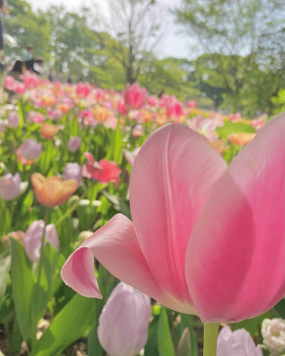 野崎奈菜さんのインスタグラム写真 - (野崎奈菜Instagram)「⁡ お友達が沢山撮ってくれました！ ピクニックしたりめっちゃ楽しかった🧺」4月22日 18時06分 - lunelapin_na7