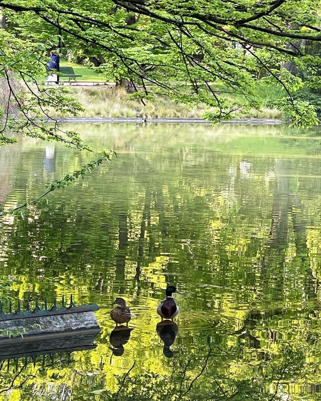 猫沢エミさんのインスタグラム写真 - (猫沢エミInstagram)「印象派、っていう絵画の学派ができたのは、自然のことだわな……と、家から歩いて10分のところにあるモンスリ公園の池をぼんやり眺めて思う午後。  近ごろどうやら始まったらしいのだ。更年期というやつが。フランス語では Ménopause -メノポーズという。  空気を吸っているだけでも太る代謝の低下。だるく、そして眠い。体の変わり目なんだわとひしひし感じる今日この頃。しかしまぁ、生物学的には人間の寿命って50歳らしいから、これはもう〝未知の領域に入りましたよ〜〟って証拠なんだと、あんまり深くは考えないようにしている。  が、運動不足は更年期以前に問題だった。彼が言った。  「エミさー、忙しいのを理由にして家から離れないけど、雑務をテキトーにまとめたら、毎日1時間くらい散歩する時間作れるんじゃないの？」  ハイ、返す言葉もございません🤣  で、善は急げと今日から始めた〝KO-NEN-KI⭐︎をぶっとばせ猫散歩〟。  みんなただ歩いたり、ぼんやりしたりしてリフレッシュしている。目的なんか持って来ること自体が散歩においてはやましいとだと悟る。  ここでは鴨や野鳥たちが、水辺だけでなく、芝生でごろごろしている野良トリ現象が見られます😂そして、犬に追いかけられた後、何食わぬ顔押して向こう岸に渡り、今度は人間のカップルに甘えたり。  誰もいじめたりしないのがわかっているのだ。エサもやらないし、触れもしない。自然に介入せず、尊重して共存する。  ただ同じ時、同じ場所で、種を越えた者同士が存在しているシンプルな喜び。  #猫パリ　#猫沢エミのインターナショナル五十路ライフシフト  #猫沢エミリーパリへ行く」4月22日 18時33分 - necozawaemi