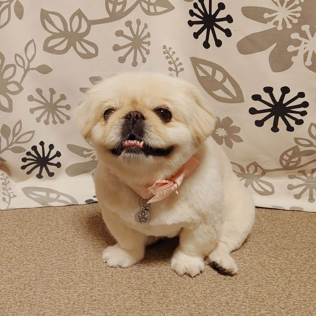 Kukkaのインスタグラム：「さっぱり。短くしてもろた。 #ペキニーズ」